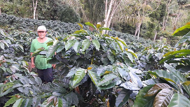 Socio mostrando su plantación