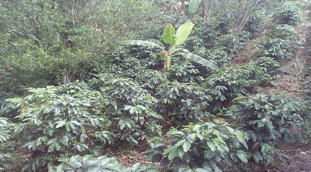 Plantación de café en la finca de uno de nuestros socios