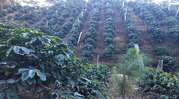 Farms with the best coffees